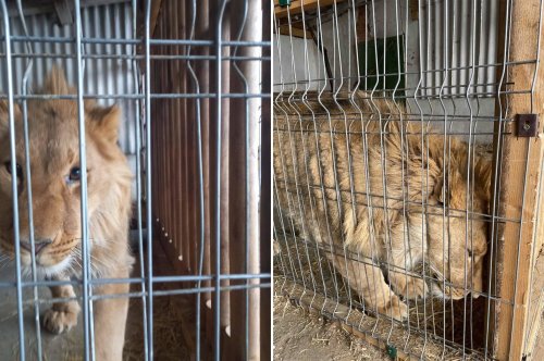 На Прикарпатье активисты пытались вызволить льва из тесной клетки: что пошло не так. Видео