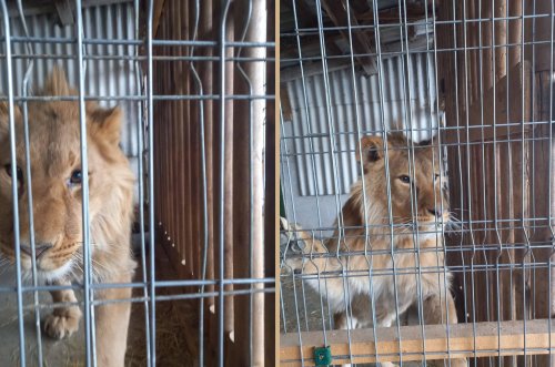 На Прикарпатті чоловік відмовився віддати лева: екоінспектори ініціювали примусове вилучення