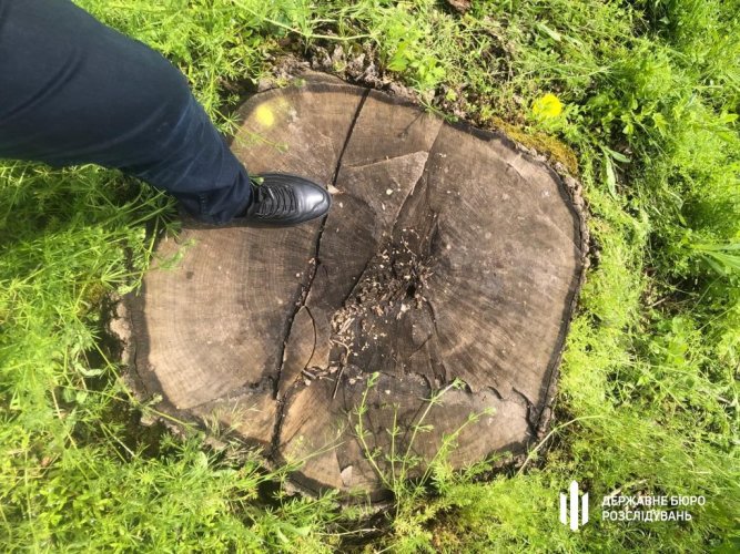 В Винницкой области незаконно срубили более 5 тысяч деревьев: ГБР вручило три подозрения
