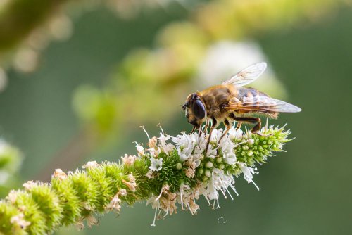 An eco-hotel for insects has appeared in Lviv. Photo