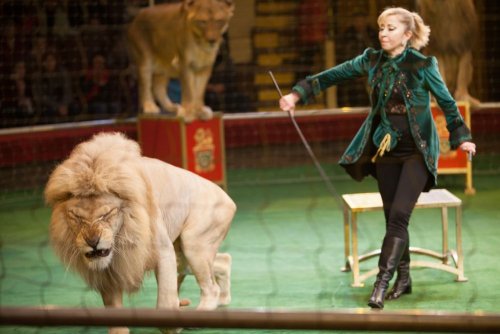 Запрет цирков с животными: Верховная Рада рассмотрит законопроект № 5409