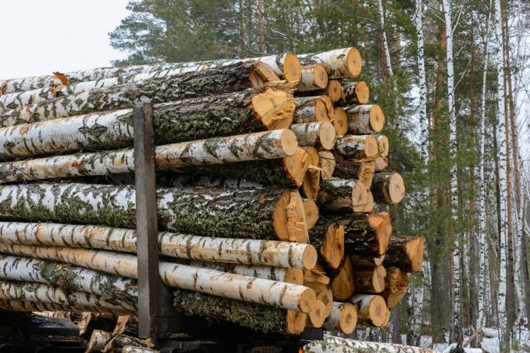 A KAMAZ truck with illegal wood was seized in Transcarpathia