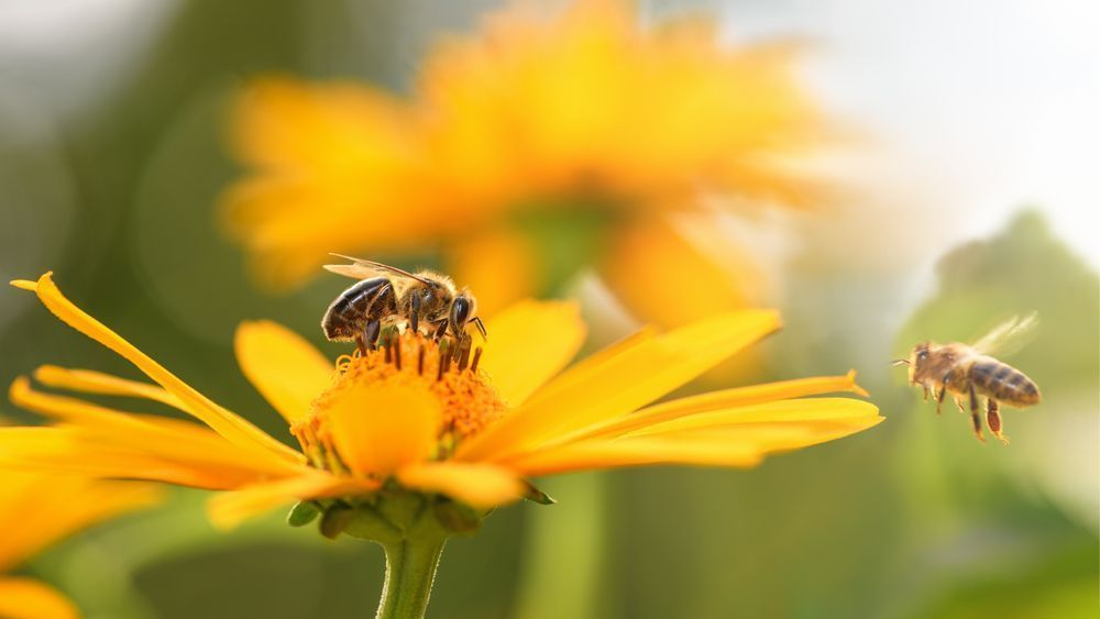 Photo – Climate change halved insect numbers