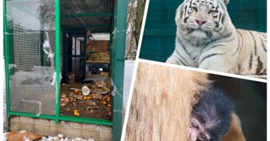 Фото – У Харкові тваринам з “Фельдман Екопарк” загрожує голодна смерть