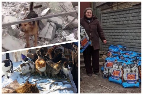 В Украине во время войны спасают животных: как получить помощь