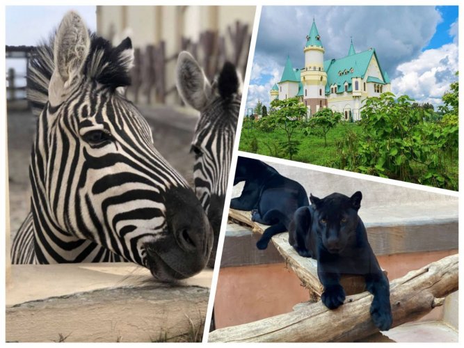 Українські зоопарки опинилися на межі виживання: їм можна допомогти через Portmone