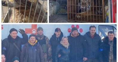Фото – До Польщі евакуювали тигрицю Шані, тигра Сімбу та ще 20 тварин. Фото