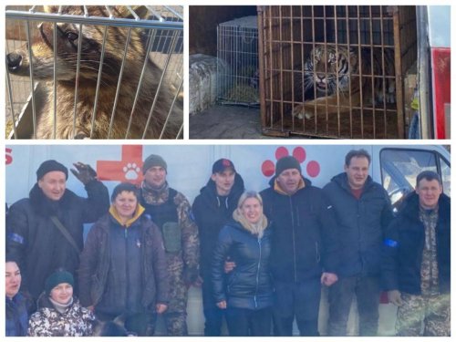 В Польшу эвакуировали тигрицу Шани, тигра Симбу и еще 20 животных. Фото