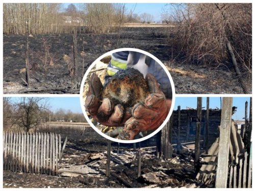 В Украине поджигателям травы грозит заключение до 15 лет за диверсию. Видео. Фото
