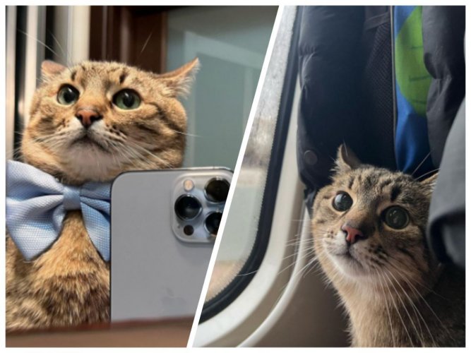Кіт Степан зібрав тисячі доларів в Instagram для допомоги українським тваринам