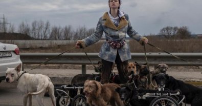 Фото – Волонтерка пішки вивела собак з інвалідністю зі зруйнованого Ірпеня