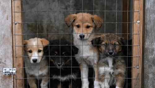 Stray animals will be caught and sterilized in Kyiv