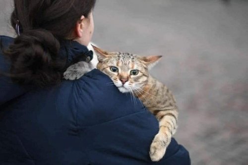 Pets can be chipped and vaccinated for free in Gostomel