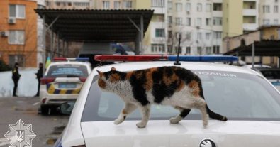 Фото – Як українські поліціянти рятують тварин під час війни: показали фото