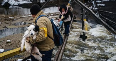 Фото – Як допомогти бездомним тваринам вижити під час війни: 6 практичних порад