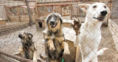 Фото – На Київщині катастрофічна ситуація із притулками для собак: тварини масово гинуть