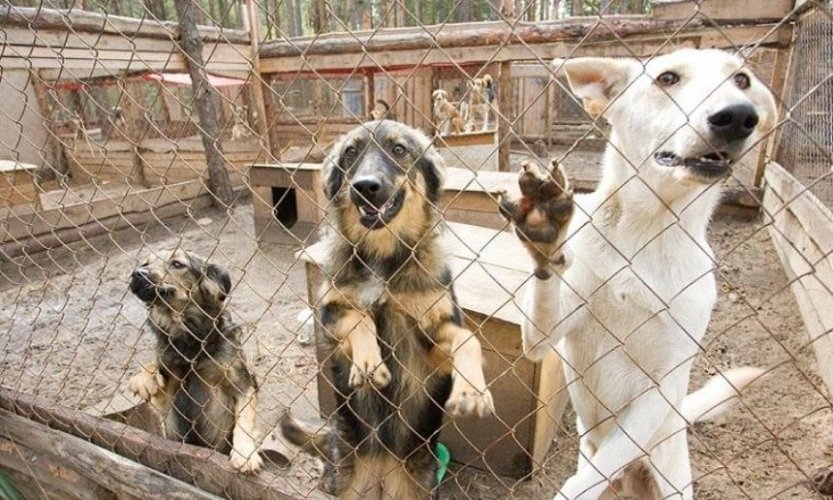 На Киевщине катастрофическая ситуация с приютами для собак: животные массово гибнут