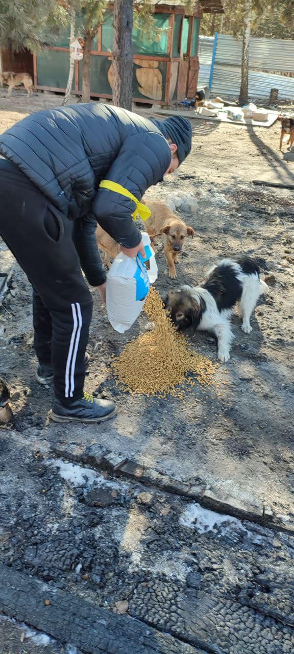 Тижні без води та їжі: як війна в Україні вбиває тварин з притулків