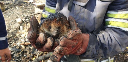 Украинцы массово сжигают сухую траву: спасатели показали пострадавших животных