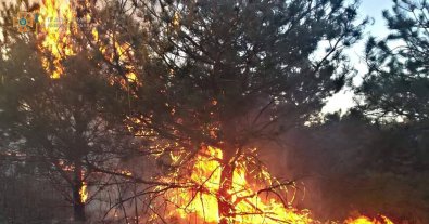Photo – 100,000 hectares of Ukraine burned down in 4 months of the war - UNCG