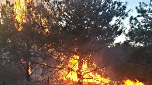 100,000 hectares of Ukraine burned down in 4 months of the war - UNCG