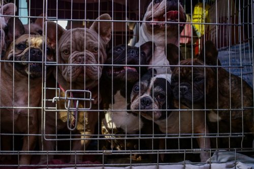 Зоозащитники требуют запретить разводить собак и кошек во время и после войны