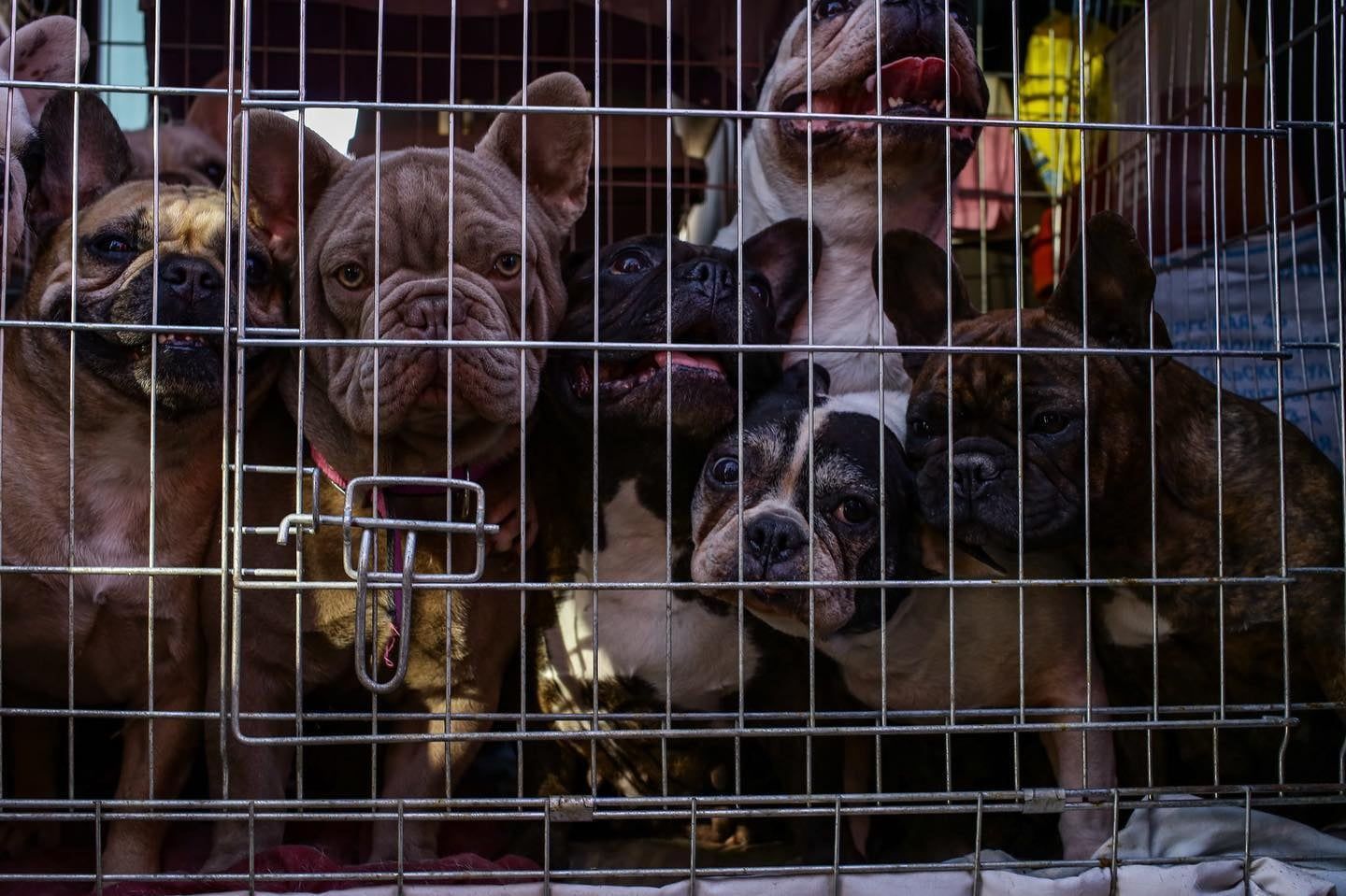 Фото – Женщина под обстрелами вывезла из Мариуполя десятки собак. Фото