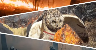 Photo – How the war in Ukraine affected wild animals