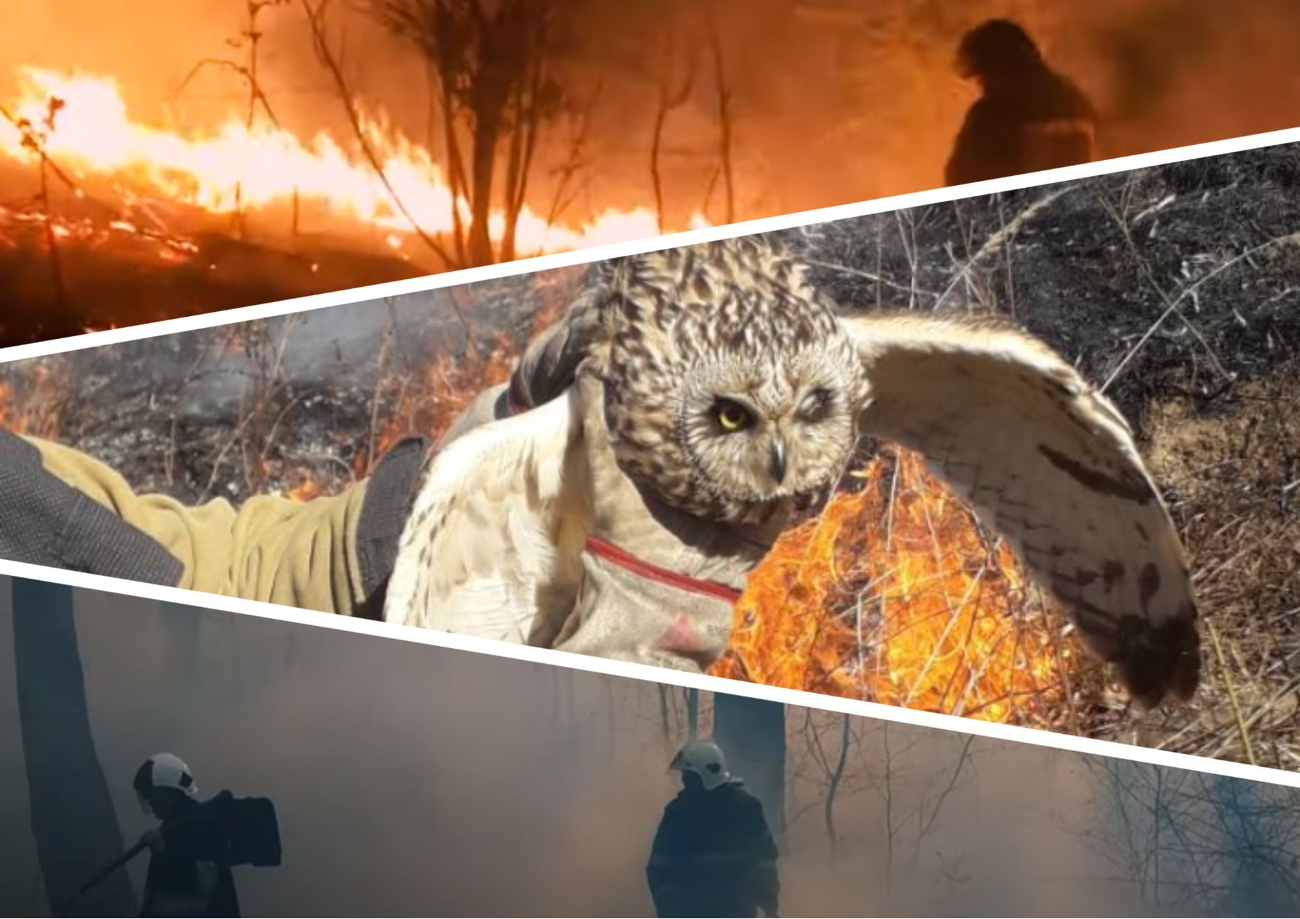 Photo – How the war in Ukraine affected wild animals