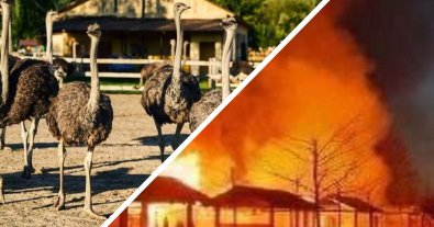 Фото – Під Києвом росіяни знищили сімейний екопарк "Ясногородка". Фото та відео