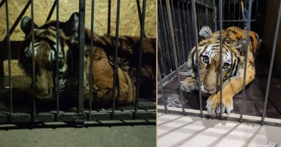 Фото – Під Києвом волонтери врятували тигрицю, яку покинули в Кончі-Заспі. Фото