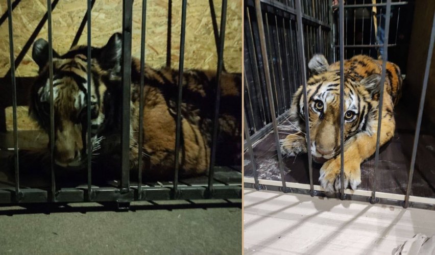 Под Киевом волонтеры спасли тигрицу, которую покинули в Конче-Заспе. Фото