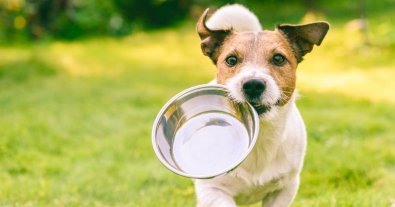Photo – The supermarket chain collected hundreds kilograms of food for homeless animals