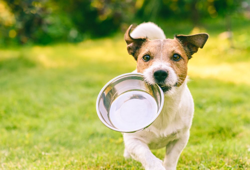 Photo – The supermarket chain collected hundreds kilograms of food for homeless animals