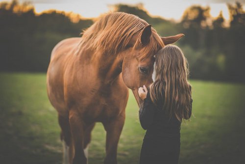 Not all survived the evacuation: animal rights activists showed the state of horses from the front line