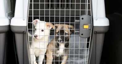 Photo – An alarming suitcase for pets: animal rights activists have prepared practical advice
