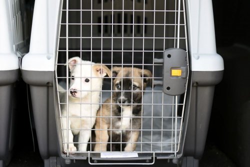Ряд стран временно отменил требования к перевозке домашних животных. Список
