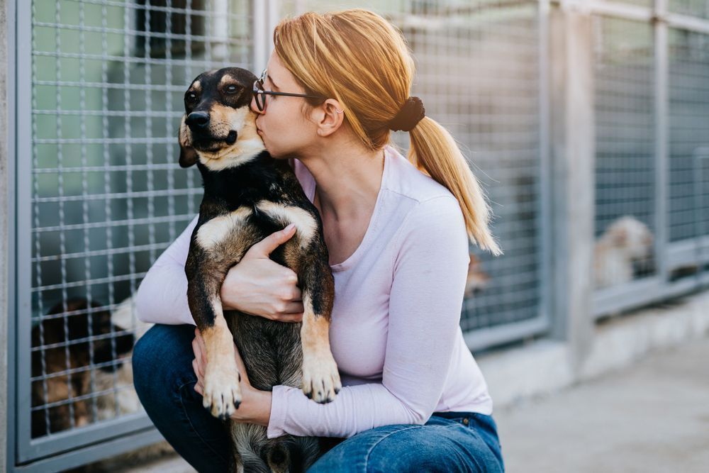 Photo – The first "Point of Invincibility" for animals will open near Kyiv