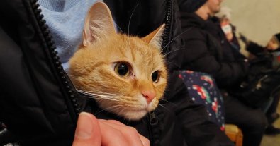 Фото – Як потурбуватися про домашніх тварин під час війни: тривожна валізка, документи, перевезення