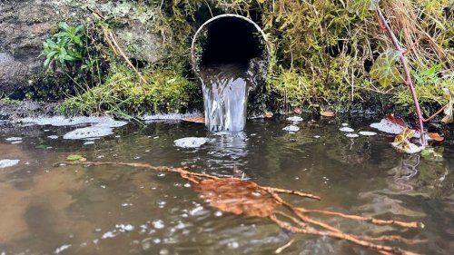 A pipe was led into the estuary for draining sewage from the farm near Odesa