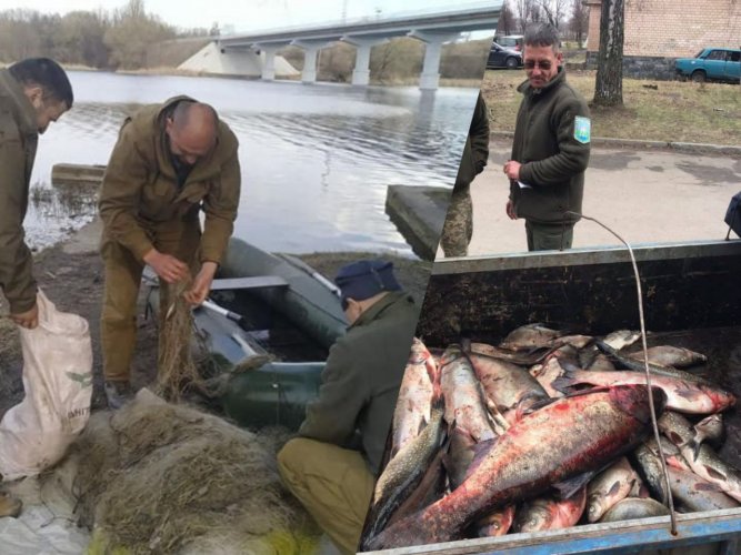 В двух областях Украины браконьеры выловили 133 кг рыбы во время запрета. Фото