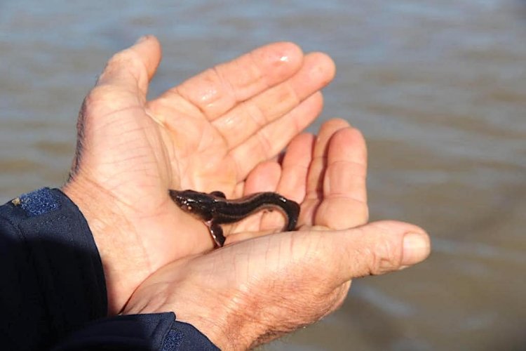 В Черновицкой области в реку Днестр выпустили тысячи мальков стерляди. Фото