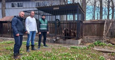 Фото – Ведмедицю з Івано-Франківщини перевезли в Нідерланди. Фото