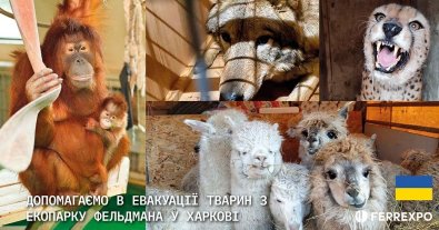 Фото – Ferrexpo долучилася до евакуації тварин, які потрапили під обстріл у Харкові