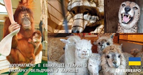 Ferrexpo присоединилась к эвакуации животных, попавших под обстрел в Харькове