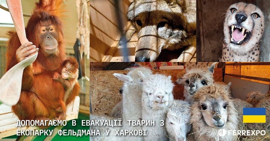 Ferrexpo присоединилась к эвакуации животных, попавших под обстрел в Харькове