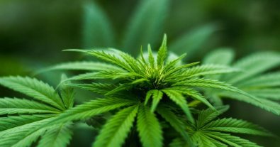 Photo – Experts have told how hemp can solve environmental problems cheaply