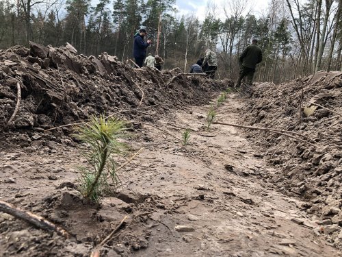 В Киеве высадили полгектара нового леса. Фото