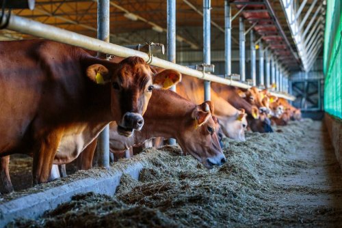 Выбросы бразильского производителя мяса JBS превысили выбросы Италии