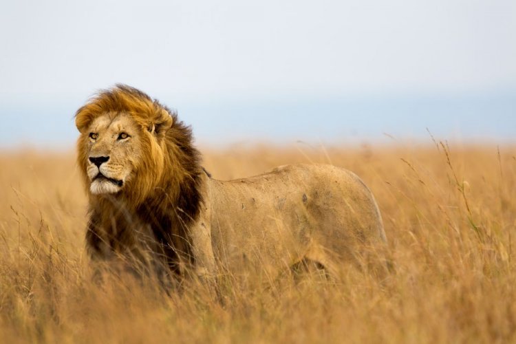 У Харкові врятували з-під обстрілів ще трьох левів: їх відправлять за кордон. Фото
